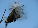 2008-10-11_Tiverton_Trustom 072